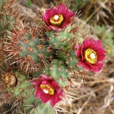Cylindropuntia Prolifera Coastal Cholla Cactus Cutting - 3" Pup, Full/Partial Sun, Low Water, Rancho Palos Verdes, CA