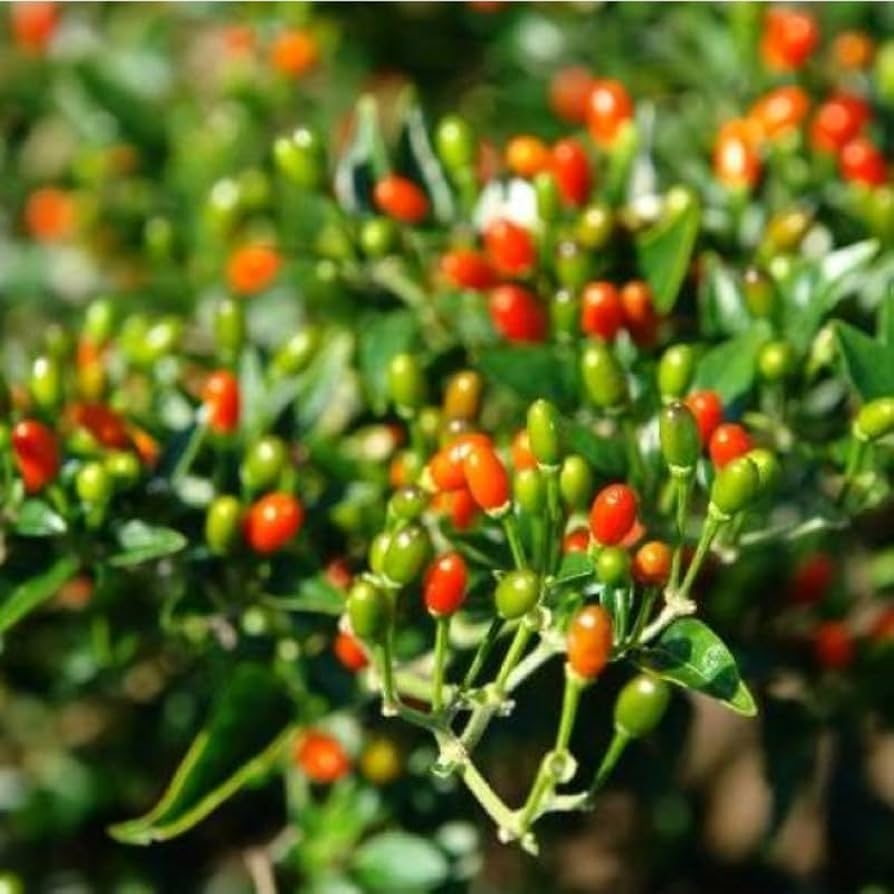 25 Chiltepin Pepper Seeds - Wild Hot Pepper, Non-GMO, Capsicum annuum var. glabriusculum, Spicy Pea-sized Peppers, USA Seller