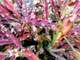 Jungle Cactus Cutting - Lepismium cruciforme Super Red Clone with Pink Flowers & Edible Red Fruits, Hanging Succulent Plant