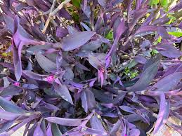Unrooted Cuttings - Tradescantia Pallida Purple Heart Plant - Vibrant Purple Foliage - Easy Care Indoor & Outdoor Propagation