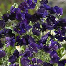 Sweet Pea Seeds Royal Navy Blue Climbing Vine Non-GMO Lathyrus odoratus Heirloom Flowers