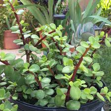 Giant Mammoth Elephant Bush Cuttings - Portulacaria Afra Macrophylla - Rare Large-Leaf Succulent, Drought Tolerant, Zone 9