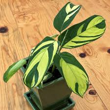 Live Variegated Prayer Plant – Ctenanthe Lubbersiana, Indoor Tropical Houseplant, Pet-Friendly, Easy Care, 1-2’ Tall