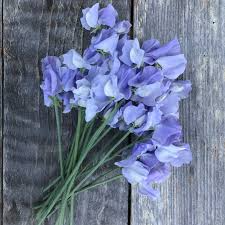 Charlie's Angel Sweet Pea Seeds – 50+ Soft Blue Blooms, Climbing Vine for Trellises, Bouquets & Cottage Gardens, Lathyrus odoratus