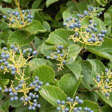 Arrowwood Viburnum Bush | Live Bare Root Plant | Fast-Growing Wildlife Habitat with White Flowers & Edible Blue-Black Fruits | Viburnum dentatum
