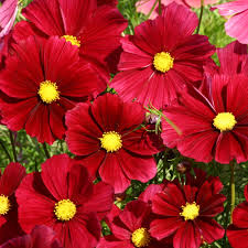 100 Seeds Cosmos Rubenza Dwarf Ruby Red Blooms Cosmos bipinnatus Non-GMO Annual for Pollinators & Cut Flowers
