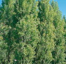 Unrooted Populus nigra 'Afghanica' Theves Poplar Cuttings – Fast-Growing Privacy Screen & Windbreak