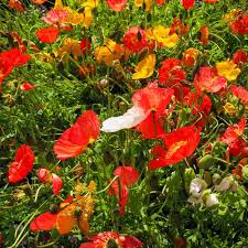 5000 Poppy Seeds - Ultimate Mix with Breadseed Papaver somniferum - Colorful Garden Flowers, Non-GMO, Easy to Grow