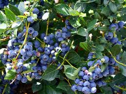 Top Hat Dwarf Blueberry Starter Plants – 4-6 Inch Bare Root Vaccinium corymbosum, Edible Blueberry Bush for Containers & Small Gardens