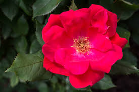 Rose Bush Knock Out Red Unrooted Cuttings – 3 Live 6” Disease-Resistant, Fast-Growing, Continuous Blooms, Easy-Care