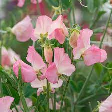 50+ Emily Sweet Pea Seeds – Fragrant Lavender-Pink Climbing Vines for Gardens & Bouquets – Lathyrus odoratus