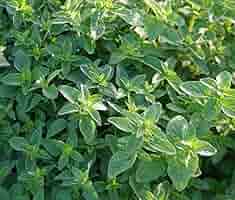 Italian Oregano Seeds 100mg Heirloom Non-GMO Culinary Herb Origanum vulgare