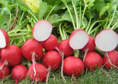 Cherry Belle Radish Seeds, 200 Count, Quick-Growing Red Radishes, Raphanus sativus, Perfect for Salads & Containers