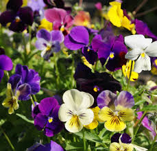 200 Seeds Pansy Mix Heirloom Viola Flowers Non-GMO Edible Groundcover Attracts Pollinators