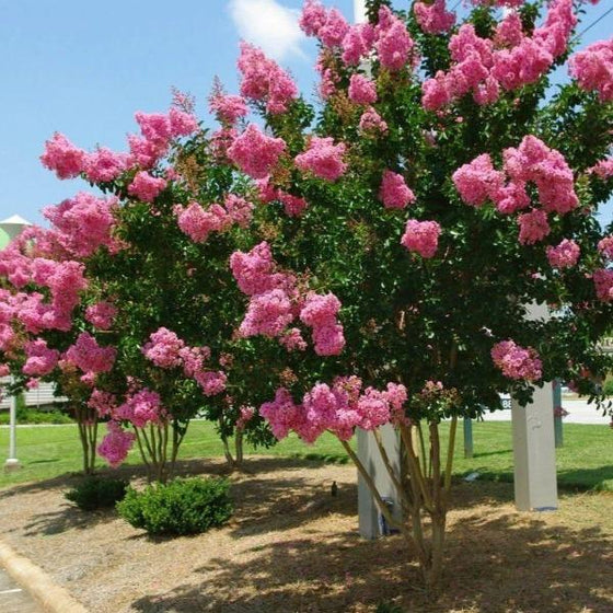 Dark Pink Crepe Myrtle Cuttings | 7 Live 6" Unrooted Lagerstroemia Indica | Fast-Growing Drought-Tolerant Ornamental Tree