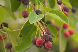 Serviceberry Seeds 15 Pack | Edible Berries & Spring Blooms | Native Tree Amelanchier arborea | Wildlife-Friendly, Drought-Tolerant