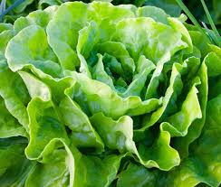 Buttercrunch Lettuce Seeds, Heirloom Lactuca sativa, Tender Butterhead for Gardening & Fresh Harvests, 700 Seeds