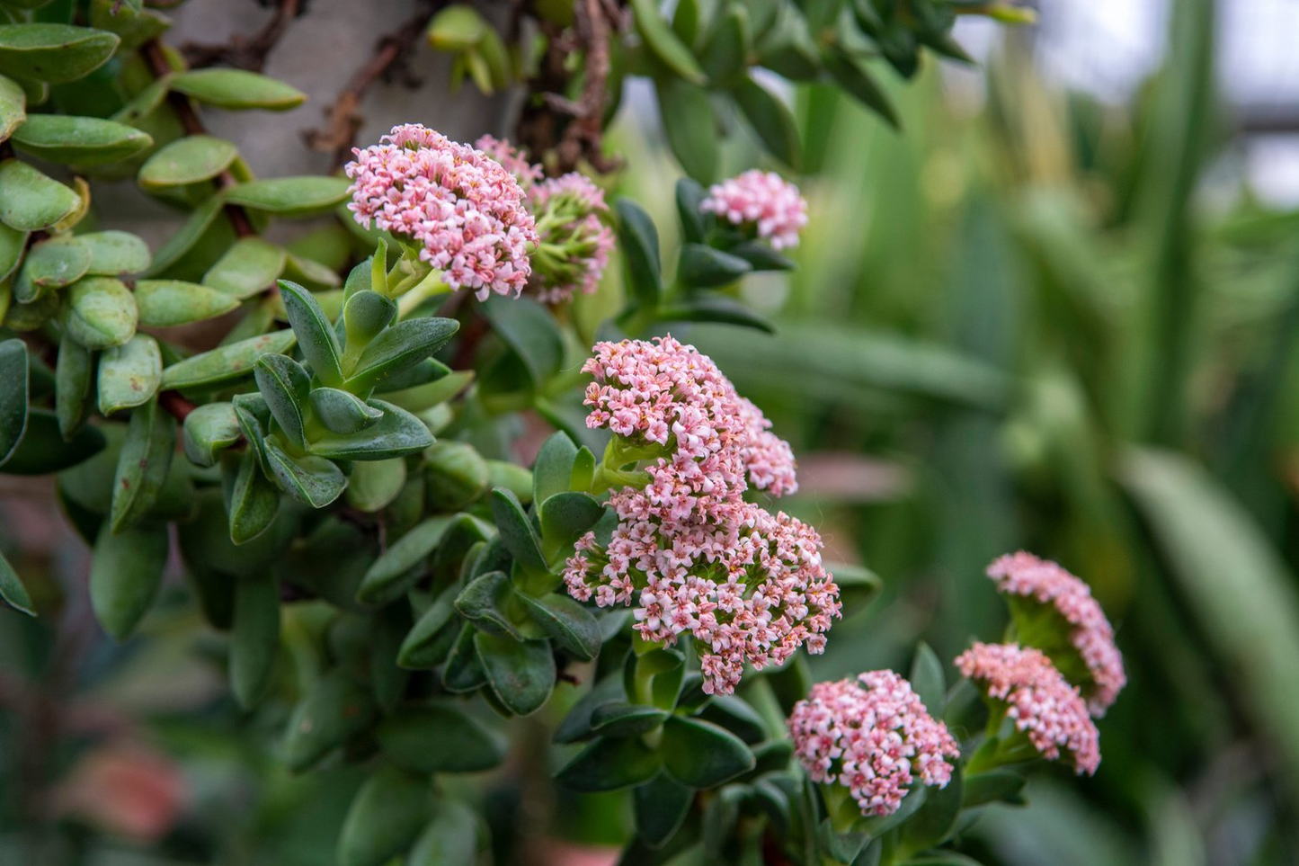 Crassula ‘Springtime’ Bride’s Bouquet – Bare Root Live Succulent with Pink Flowers, Compact, Easy-Care Houseplant, Drought-Tolerant