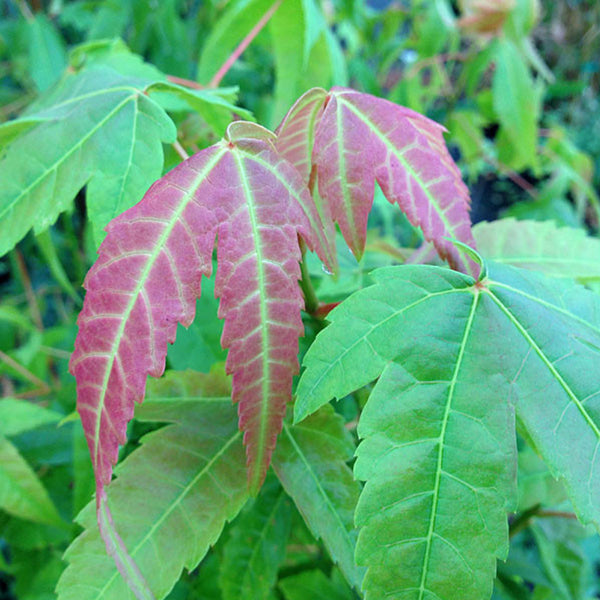Acer elegantulum Seeds – Rare Ornamental Maple Tree – Deciduous Shade Tree for Landscaping & Bonsai