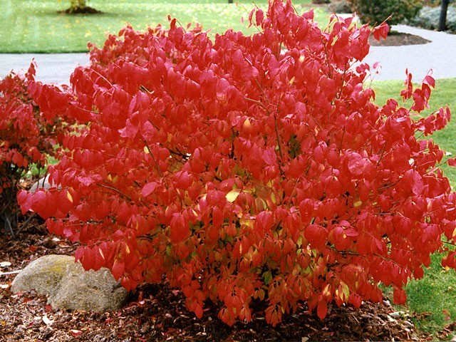 Dwarf Burning Bush Plants Euonymus alatus Bare Root Shrubs Fall Foliage Compact 4-10"