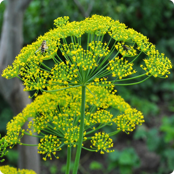 Mammoth Dill Herb Seeds – Aromatic Anethum graveolens for Culinary Use & Pollinator Gardens – 500 Seeds