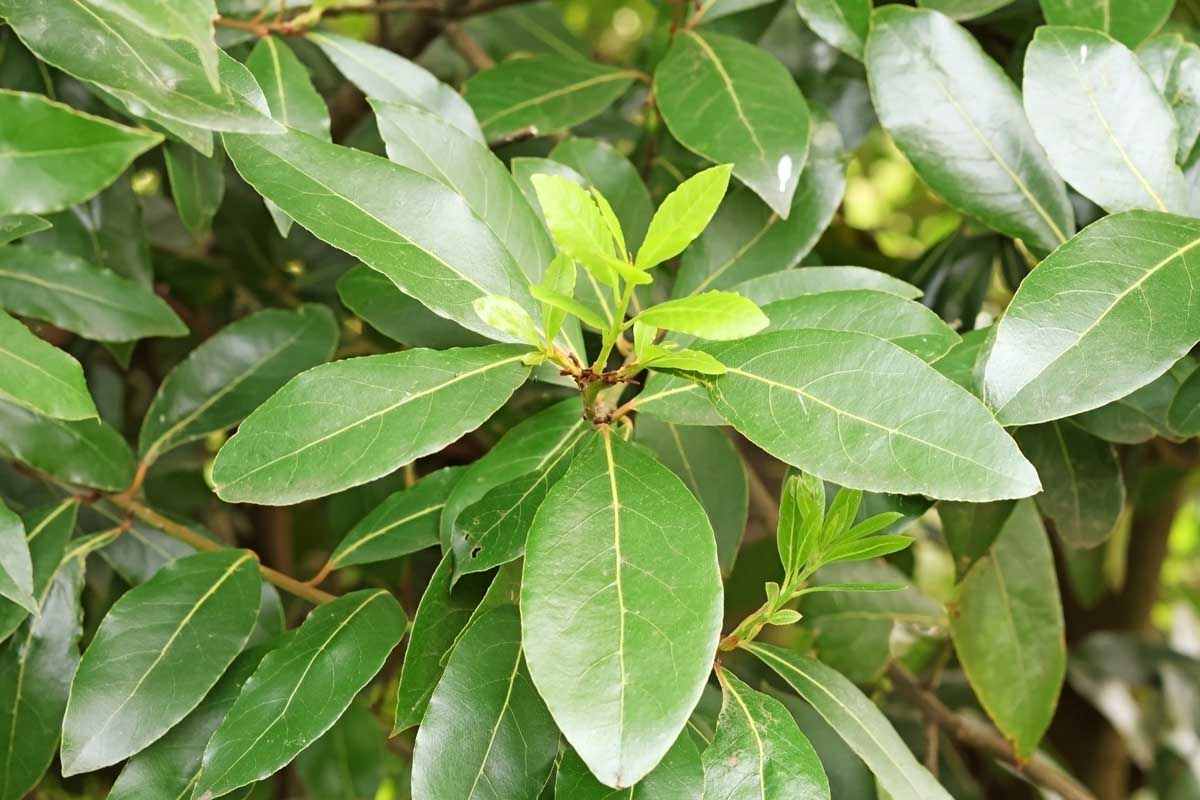 Unrooted Bay Leaf Herb Cuttings – Sweet Laurel Bay Tree (Laurus nobilis) for Culinary & Garden Use