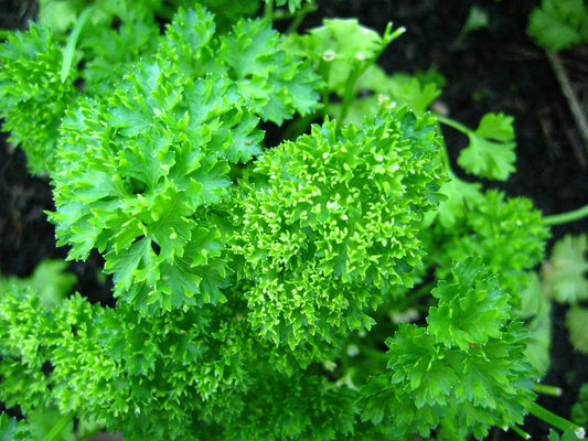 Forest Green Parsley Seeds – Aromatic Herb for Culinary & Garden Use – Petroselinum crispum, Compact, Tightly Curled Leaves