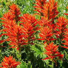 50 Seeds Castilleja coccinea Indian Paintbrush Wildflower Native American Garden Vibrant Red Flowers