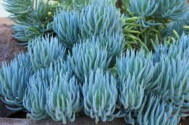 9x Senecio Mandraliscae Blue Chalk Sticks Succulent Cuttings - Drought Tolerant, 5" Long, Easy Propagation, Full Sun, Low Maintenance