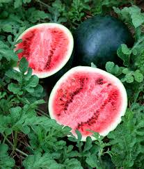 Sugar Baby Watermelon Seeds – 1g Heirloom Variety for Small, Juicy, Sweet Watermelons, High Yield, Container & Garden Planting Citrullus lanatus
