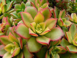 Aeonium haworthii ‘Dream Color’ Kiwi | 2 Bare Root Succulent Plants | Variegated Rosettes, Drought-Tolerant, Indoor & Outdoor