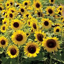 Sunflower Seeds Dwarf Sunspot Bright Yellow Blooms Pollinator Magnet for Gardens & Pots - Helianthus annuus