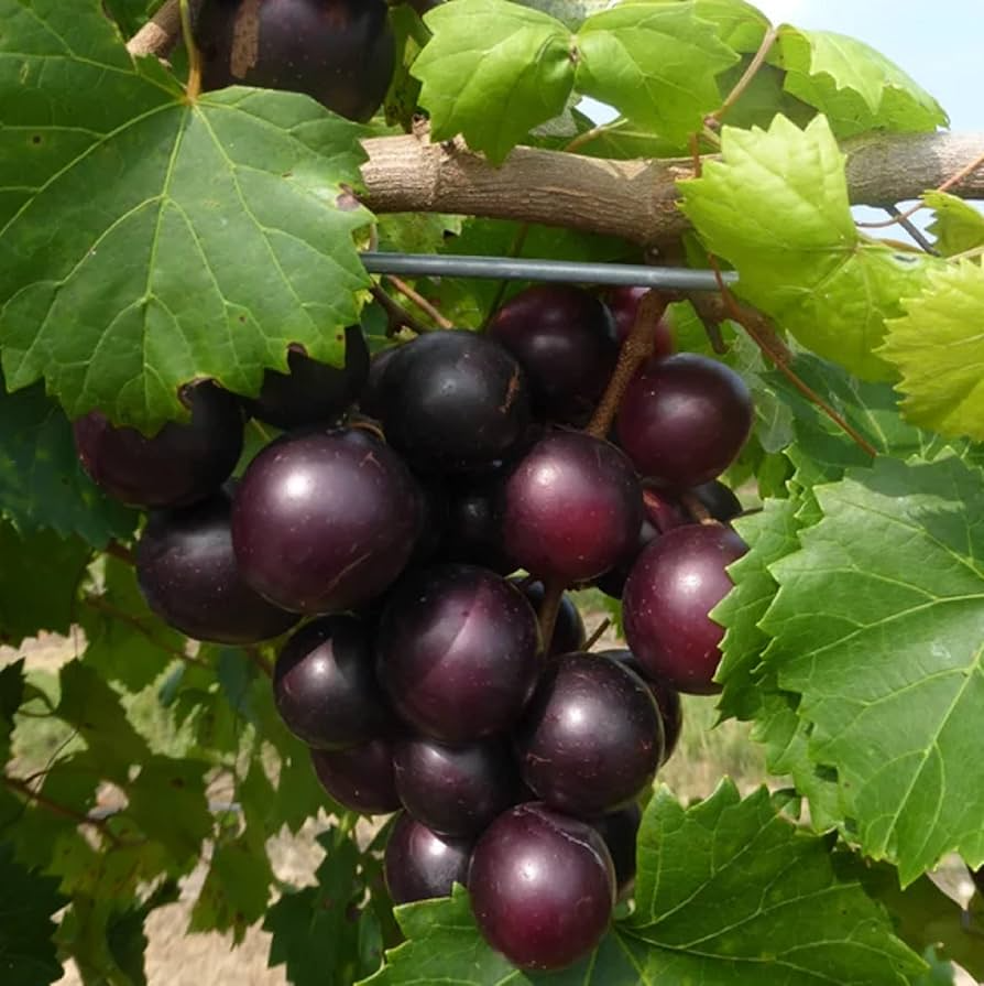 Muscadine Grape Seeds 5 Pack | Vitis rotundifolia | Edible Sweet Grapes for Wine & Jellies | Native Vine
