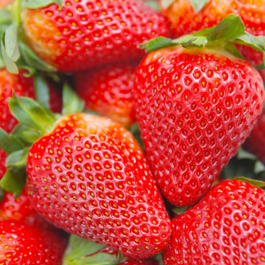 12 Bare Root Seascape Everbearing Strawberry Plants - Sweet Juicy Berries, Zones 4-9, Full Sun, Large Fruit