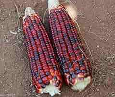 Bloody Butcher Corn Seeds - Heirloom Non-GMO Red Kernels for Flour, Cornmeal, Roasting, Zea mays