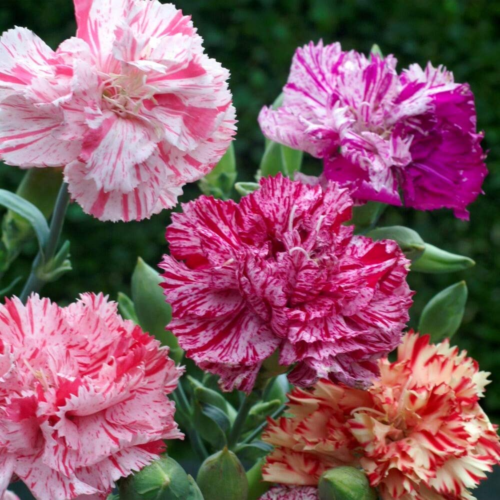 Double Picotee Mix Carnation Flower Seeds – Fragrant Multi-Color Edges, Long-Lasting Blooms, Dianthus caryophyllus
