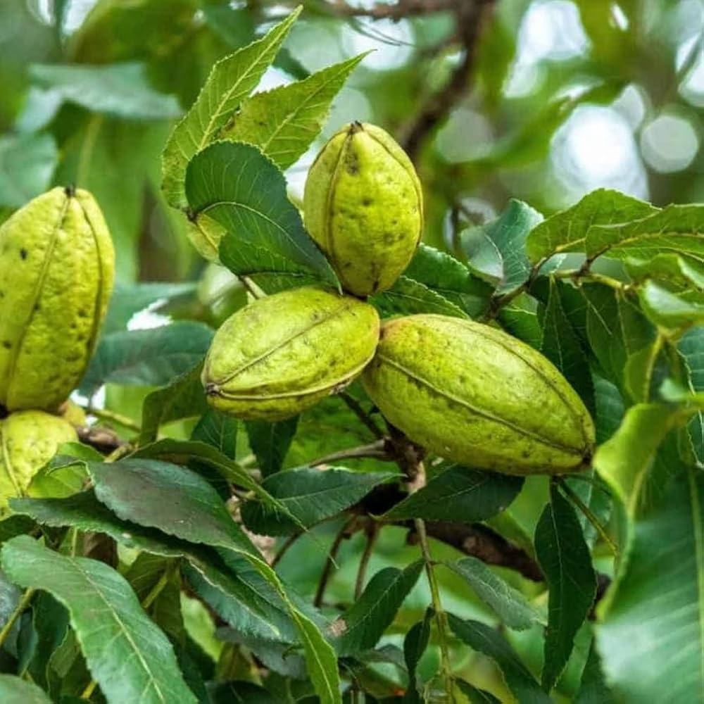 Live Bare-Root Pecan Tree Seedlings - Nut-Producing, Hardy Carya illinoinensis, 12-18 Inches, Drought-Tolerant, Shade & Orchard Plant