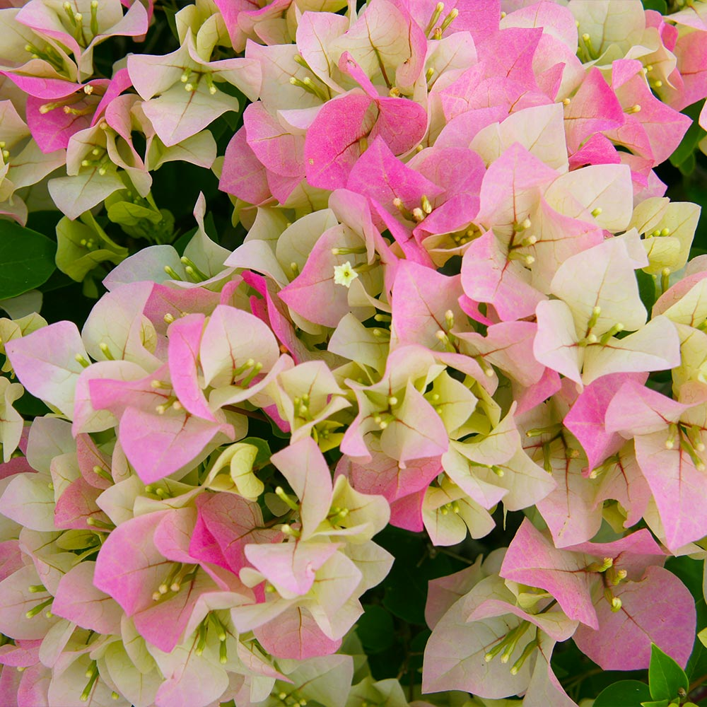 Imperial Thai Delight Bougainvillea Starter Plant - Live Plug, Evergreen Shrub, Tropical Flowering Vine, Full Sun, Drought Tolerant