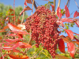 Winged Sumac Seeds β Rhus copallinum β Native Drought-Tolerant Shrub with Vibrant Fall Foliage, Pollinator-Friendly, 25 Seeds