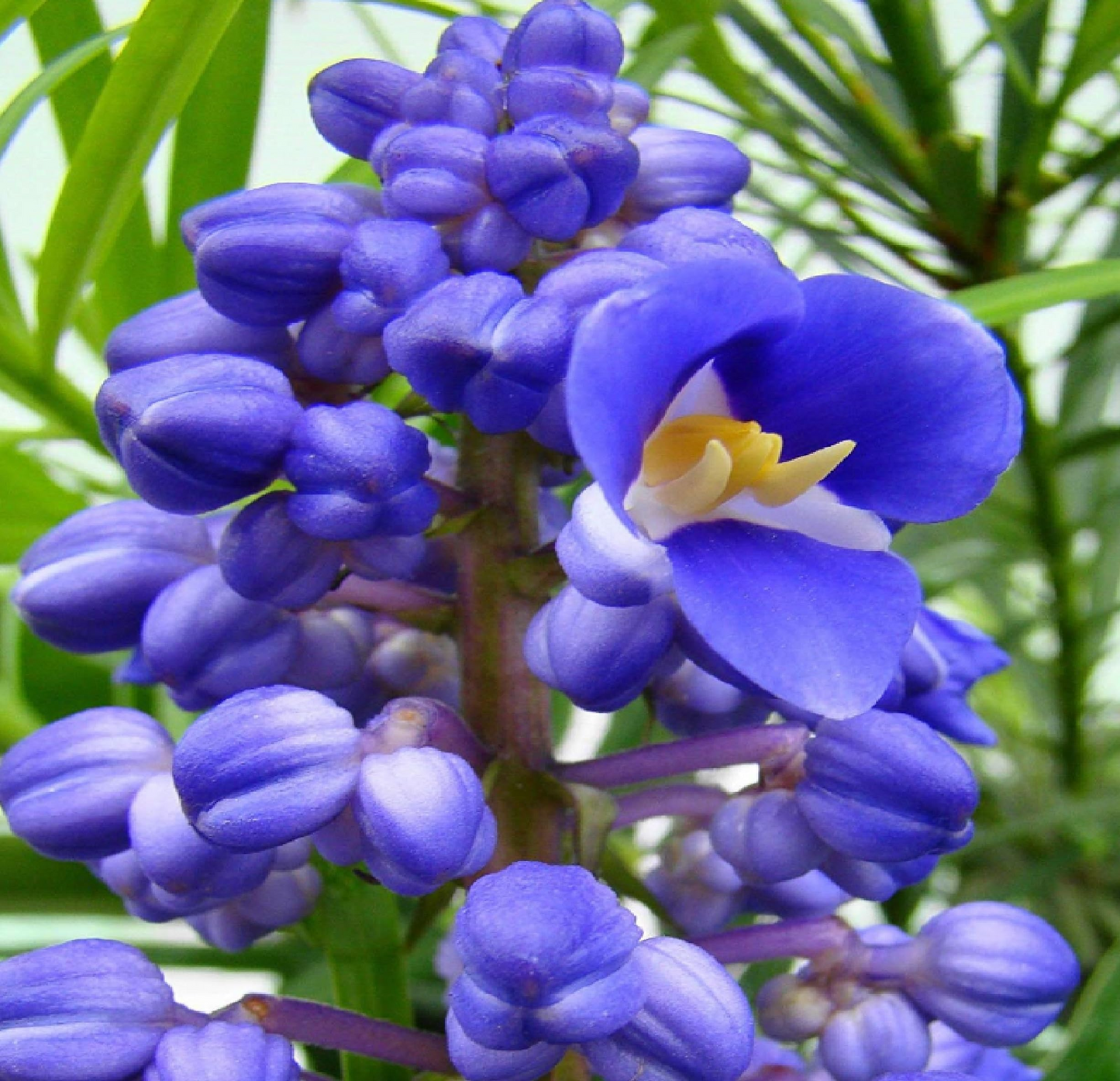 Sapphire Blue Ginger Starter Plant - Dichorisandra Thyrsiflora - Air Purifying Evergreen Drought & Deer Resistant