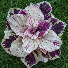 Purple Beauty Calathea Seeds – 25+ Exotic Tropical Foliage Seeds for Indoor & Garden, Calathea sp.