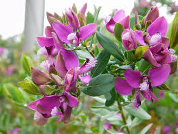 Polygala Myrtifolia ‘Sweet Pea Bush’ | 7 Live 6-Inch Unrooted Cuttings | Evergreen Shrub with Purple Blooms, Fast-Growing, Drought-Tolerant