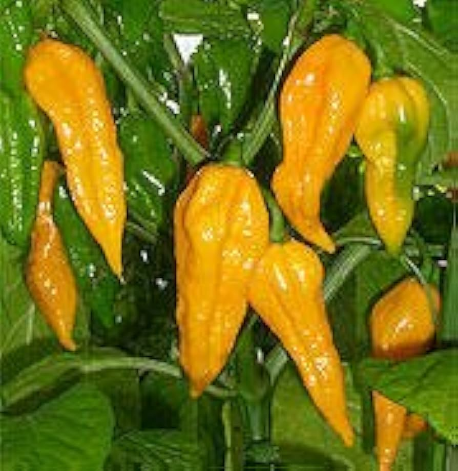 Fatalii Pepper Seeds - Heirloom Non-GMO Citrus Flavor Hot Pepper Seeds, Scoville 125K-325K, USDA Zones 3-10