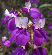 500 Chinese Houses Seeds Collinsia heterophylla Wildflower Non-GMO Native Annual Pollinator Attractor for Sun or Shade