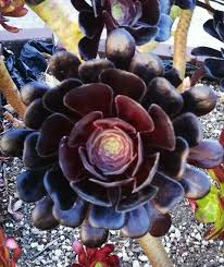 Aeonium arboreum 'Black Rose' Cutting - Dark Burgundy Succulent, Easy Care, Full Sun/Partial Shade, 3-5 Inch