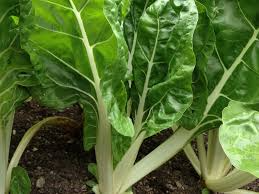 Swiss Chard Seeds Fordhook 1g Heirloom, Fast Growing, High Yield, Cold & Heat Hardy, Container Garden, Beta vulgaris