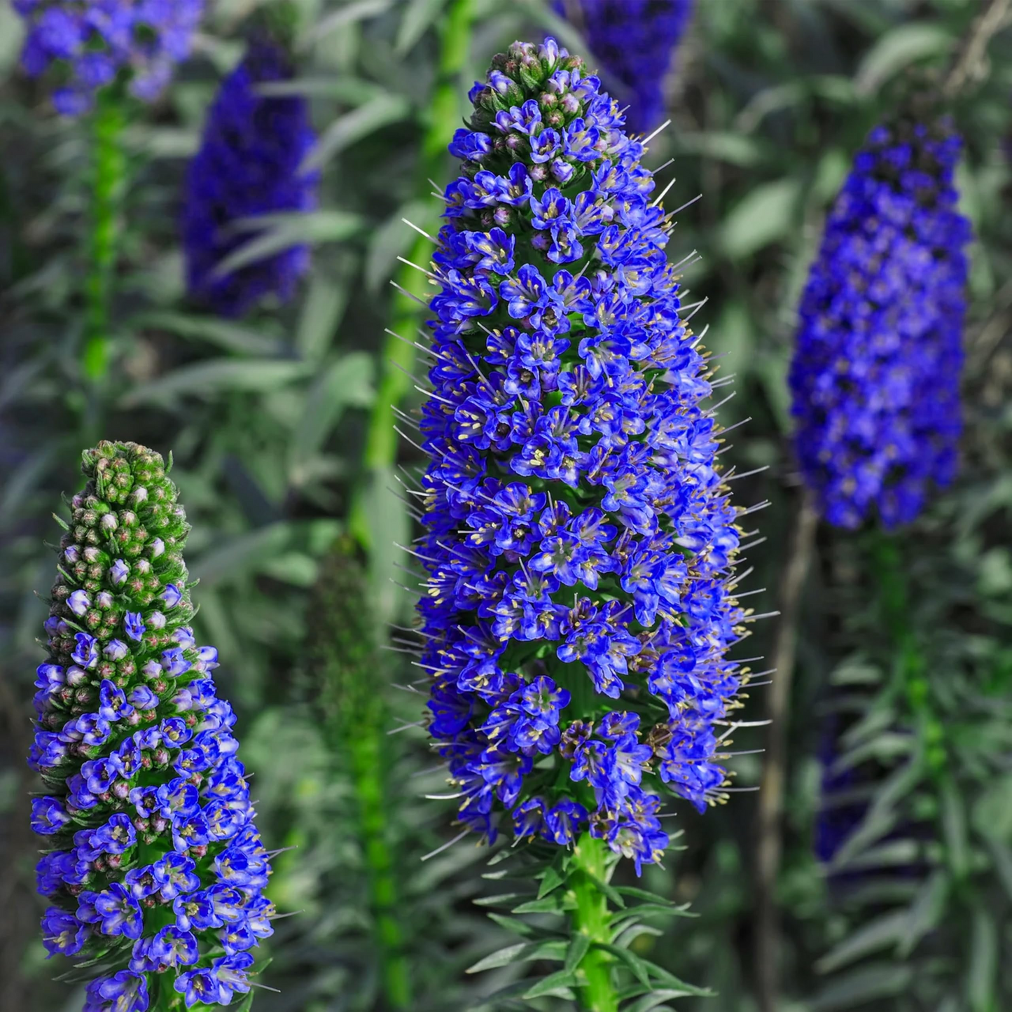 20 Pride of Madeira Echium fastuosum Seeds - Blue Tower of Jewels, Drought Tolerant, Pollinator Friendly, Coastal Garden Plant