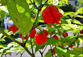 3 Red Carolina Reaper Starter Plants - Super Hot Chili Pepper - Extreme Heat for Spicy Recipes & Gardens