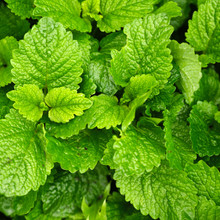 Lemon Balm Herb Seeds β Melissa officinalis β Heirloom, Fragrant, Perennial, Citrus Aroma, Herbal Tea Seeds