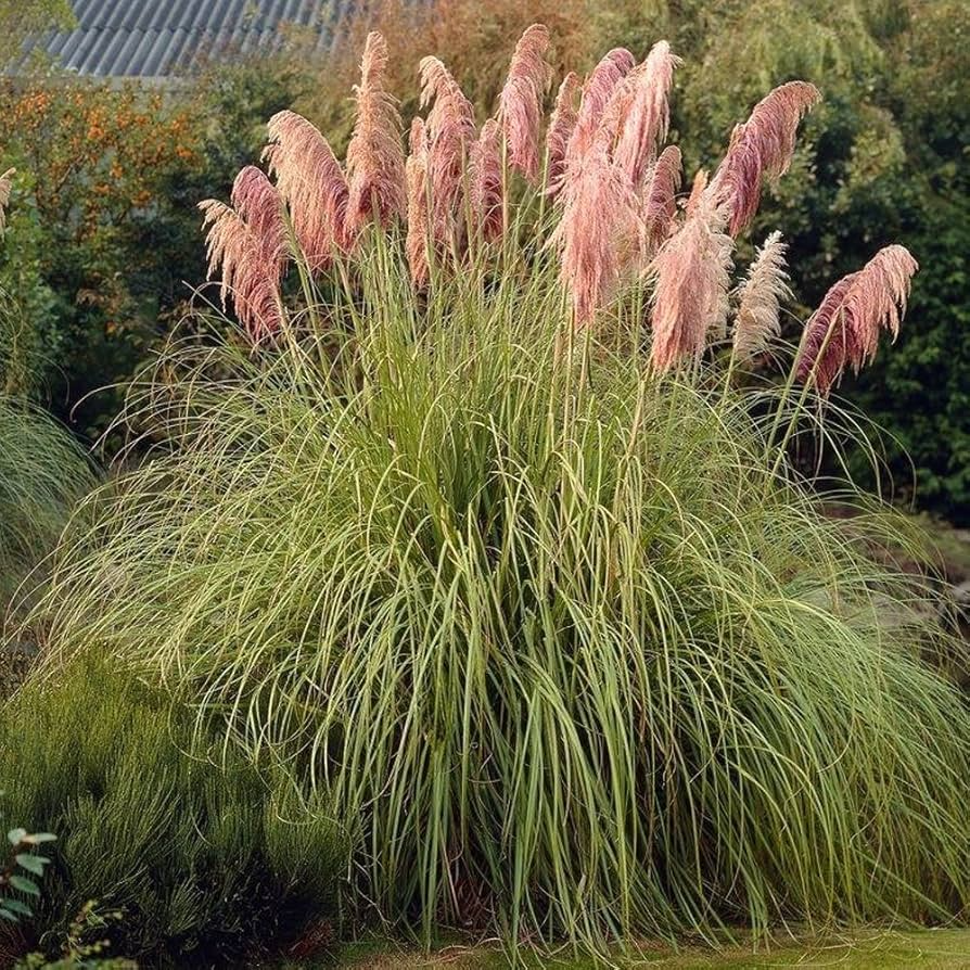 Pink Pampas Grass Rooted Starter Plugs - Elegant Ornamental Grass for Landscaping, Drought-Resistant, Cortaderia Selloana